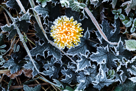 yellow dandelion under salt and dew, note shallow depth of fieldの写真素材