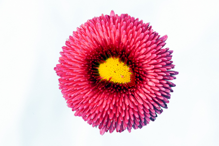 pink chrysanthemum flower on the white backgroundの写真素材