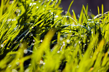 rain drops on grass, note shallow depth of field
