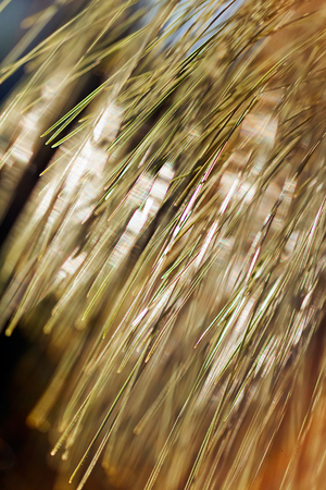 abstract branches of white pine , for blurred backgroundの写真素材
