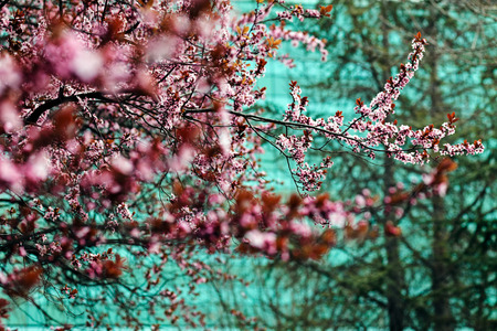 tree with pink blossoms in the city, note shallow depth of fieldの写真素材