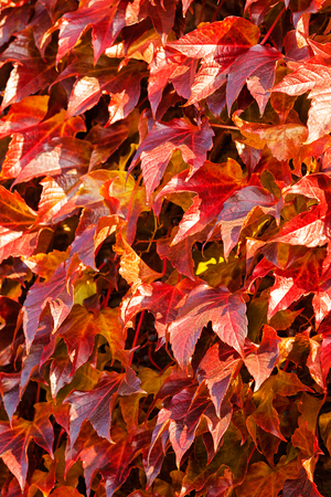 dark red leaves of creeper, note shallow depth of fieldの写真素材