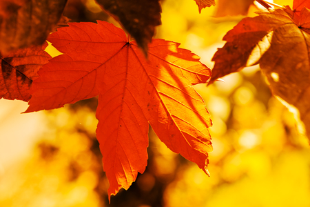 leaves in all the colors of autumn,note shallow depth of fieldの写真素材