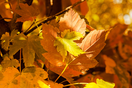 leaves in all the colors of autumn,note shallow depth of fieldの写真素材