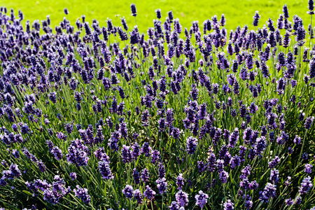 bush of lavender,note shallow depth of fieldの写真素材