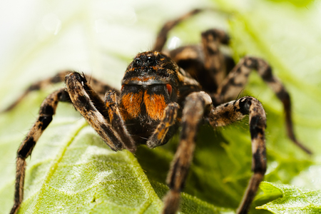 Big spider with long legs sitting on green leafの写真素材