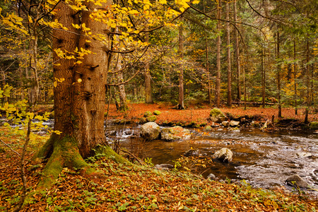 Small creek in autumn forestの写真素材