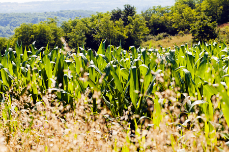 Corn field among plants, note shallow depth of fieldの写真素材