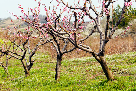 Orchard blossom in spring, note shallow dept of fieldの写真素材
