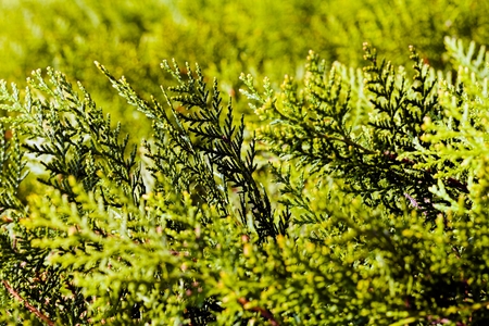 Closeup of green thuja tree branch; note shallow depth of fieldの写真素材
