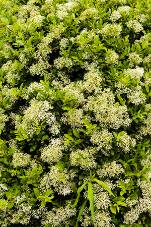 part of blossomed hedge, note shallow depth of fieldの写真素材
