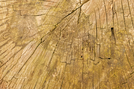 Cross section of the old wood and view on concentric rings, rustic photoの写真素材