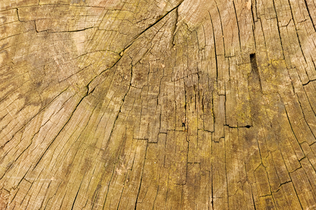 Cross section of the old wood and view on concentric rings, rustic photoの写真素材