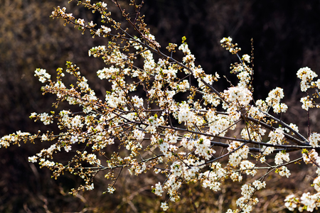 decorative branch with white flowers in the spring, note shallow dept of fieldの写真素材