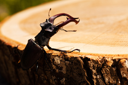 stag beetle on the stump, note shallow dept of fieldの写真素材