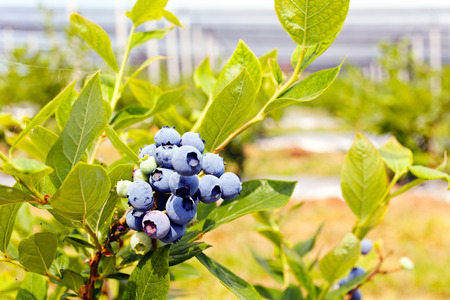 bush of blueberry on plantation with fruits , note shallow depth of fieldの写真素材