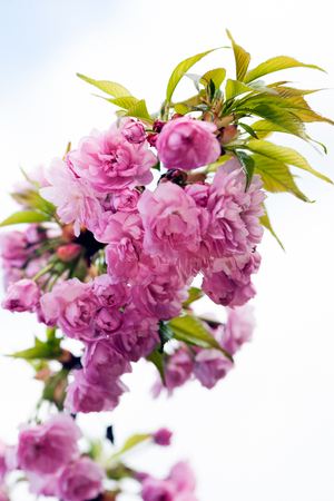 beautiful pink flowers on the branch on the white background, note shallow depth of fieldの写真素材