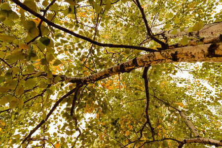 Early autumn in the park with view on tree and his leaves, sunny dayの写真素材