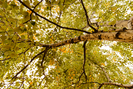 Early autumn in the park with view on tree and his leaves, sunny dayの写真素材