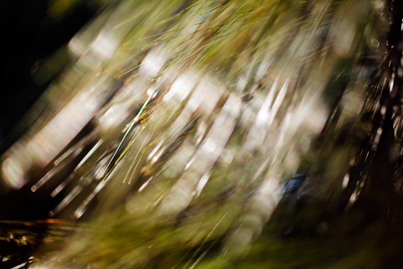Abstract blurred pine tree; blurred 100%の写真素材