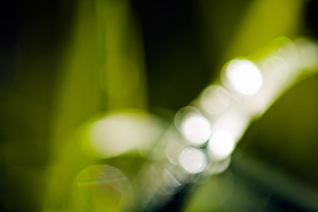 green grassafter rain, for blurred backgroundの写真素材