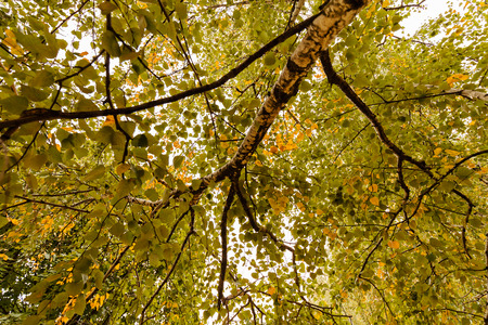Early autumn in the park with view on tree and his leaves, sunny dayの写真素材
