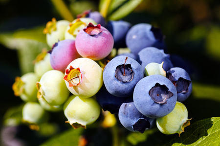 maturation blueberry  on the branch , note shallow depth of fieldの写真素材