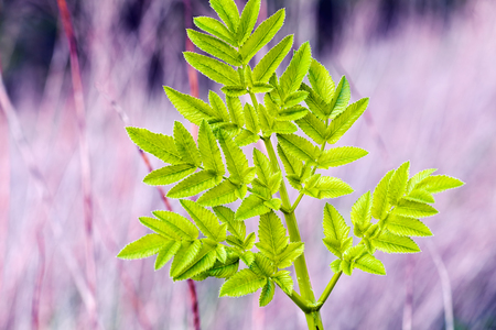 Green leaf on a purple background, note shallow depth of fieldの写真素材