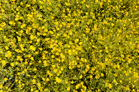 Mountain buttercup in natureの写真素材