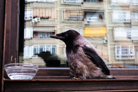 Small young crow sitting on the window drinking waterの写真素材