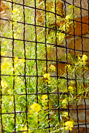 metal railings for terraces and courtyards overgrown plants, note shallow depth of fieldの写真素材