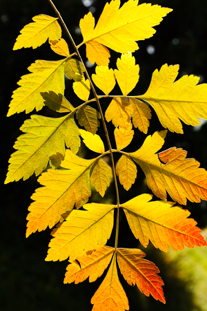 Yellow autumn leaves on single branch, on natural dark backgroundの写真素材