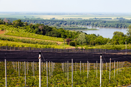 blueberry plantations with backstops, note shallow depth of fieldの写真素材
