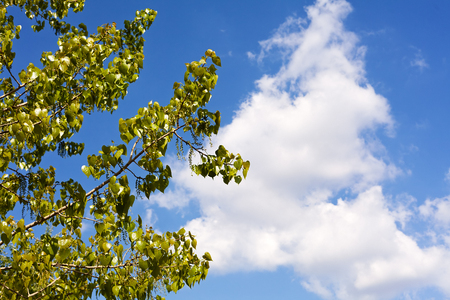 Branch with green leaves with blue sky and white cloud in backgroundの写真素材