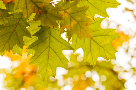 Early autumn in the park with view on colorful tree leaves, day time; note shallow depth of fieldの写真素材