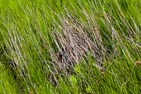 grass in the swamp, note shallow depth of fieldの写真素材
