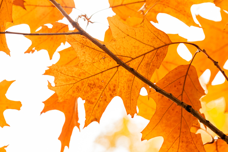 Early autumn in the park with view on colorful tree leaves, day time; note shallow depth of fieldの写真素材