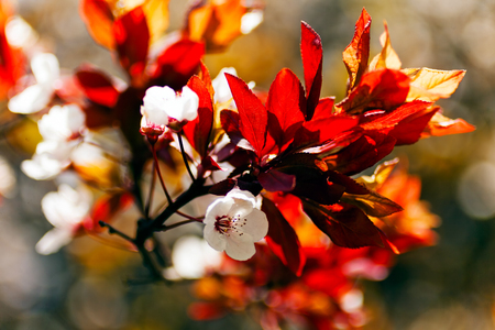 white flowers with red foliage, note shallow depth of fieldの写真素材