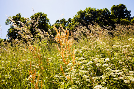 high plants in the field, note shallow depth of fieldの写真素材