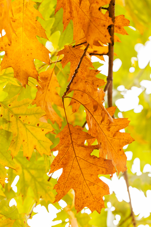 Early autumn in the park with view on colorful tree leaves, day time; note shallow depth of fieldの写真素材