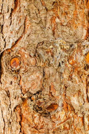 Close up of old tree bark texture in the forest, highly detailedの写真素材