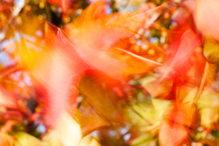abstract autumn leaves on a sunny day, for blurred backgroundの写真素材