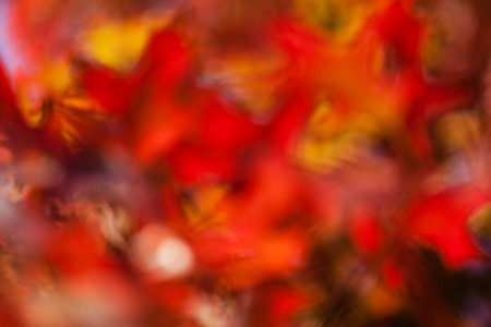 Abstraction of red flowers in nature, for blurred backgroundの写真素材