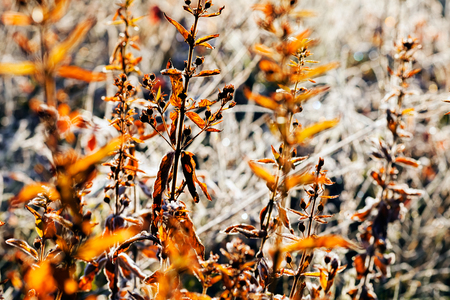 dry grass in autumn, note shallow depth of fieldの写真素材
