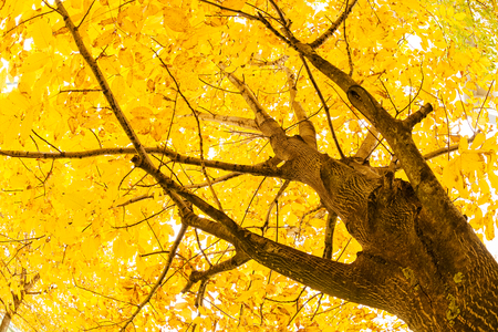 Early autumn in the park with view on colorful tree leaves, day timeの写真素材