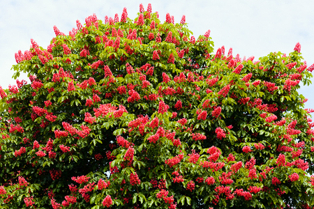 Red horse-chestnut tree with flowersの写真素材