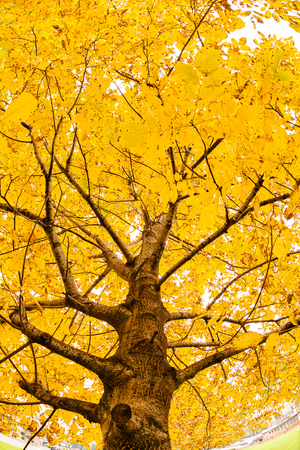Early autumn in the park with view on colorful tree leaves, day timeの写真素材