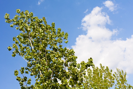 Green treetop with blue sky and white cloud in backgroundの写真素材