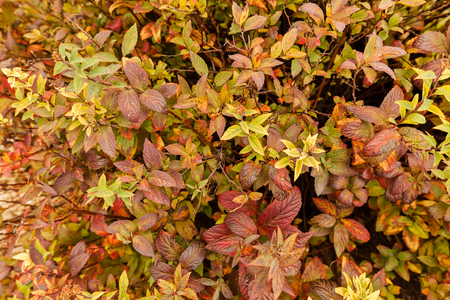 Close up colorful autumn leaves on the bushes; note shallow depth of fieldの写真素材