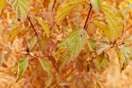 Early autumn in the park with view on colorful tree leaves, day time; note shallow depth of fieldの写真素材